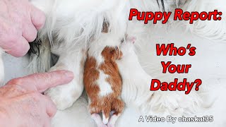 Puppy Report: Who's Your Daddy?