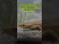 Undescribed Newt Species (Paramesotriton sp)