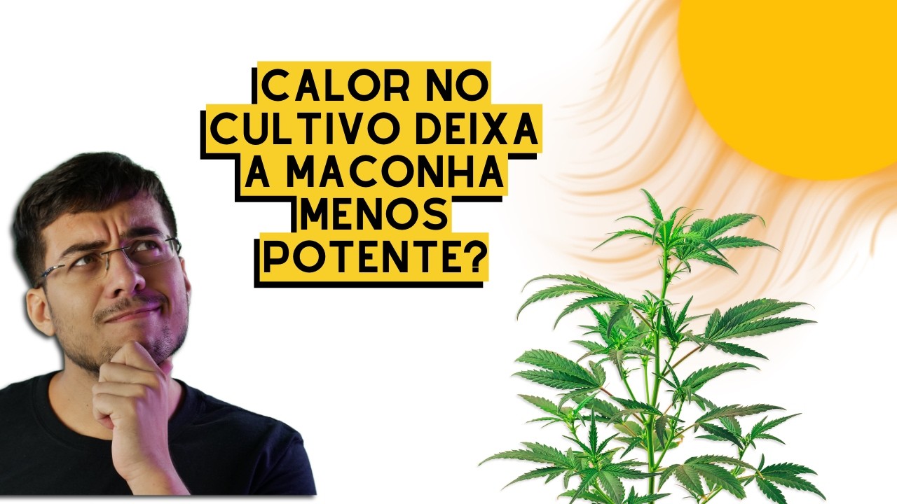 Como o Calor Afeta a Produção de Canabinoides: CBD e THC (análise de artigo)