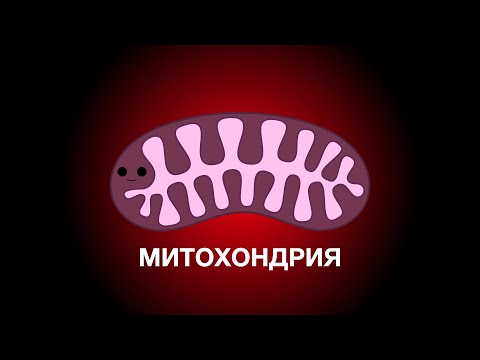 Митохондрии (Анимация)