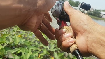 Câu cá ao hoang cái kết bất ngờ |Lure cá lóc|Lure Fishing|Miền Tây Vlog|Chúc bạn xem video vui vẻ