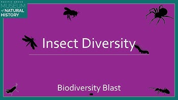 The Diverse World of Insects DSS Biodiversity Blast 2020