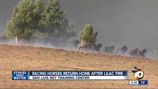 Racing horses return home after Lilac Fire