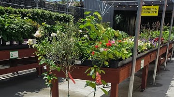Ace hardware  garden  center inventory/ zone 8a