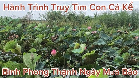Câu Cá Rô Đồng,Bình Phong Thạnh này Thì Cá Kể Cá Nói Cá Nghe Cá Chỉ @Caucalongan62