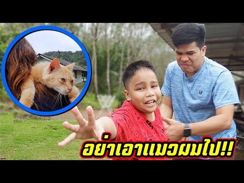 อย่าเอาแมวผมไป!! หนังสั้นเตือนสติคนอยากเลี้ยงแมว | คิดดีทีวี