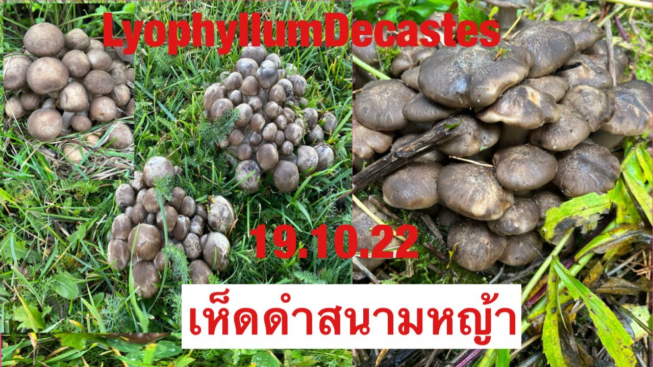 LyophyllumDecastes , เห็ดดำ, เห็ดไก่ทอด, PoohDam คนรักเห็ดดำ