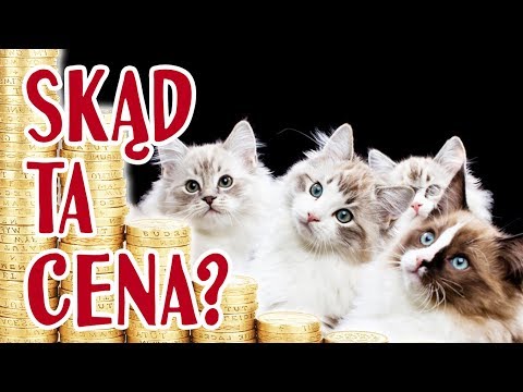 Wideo: Jak Założyć Hodowlę Kotów