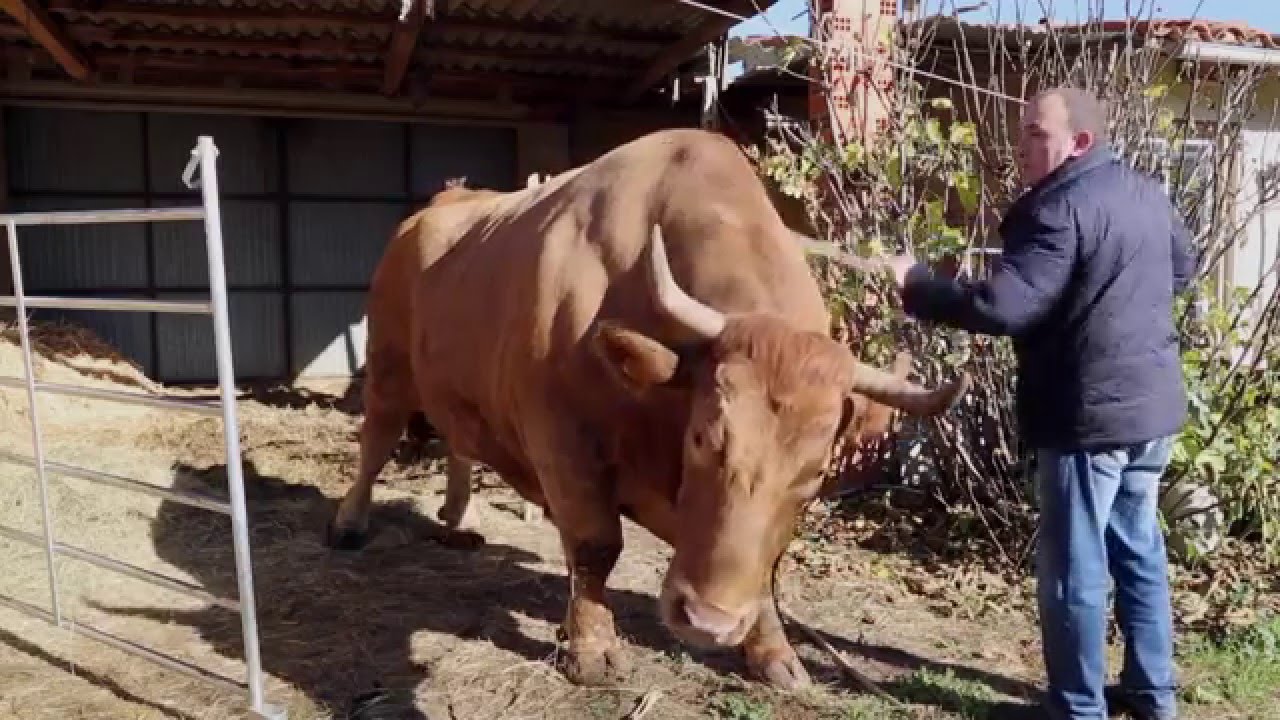 STEAK (R)EVOLUTION • Alla ricerca della bistecca più buona del mondo Clip 5 YouTube