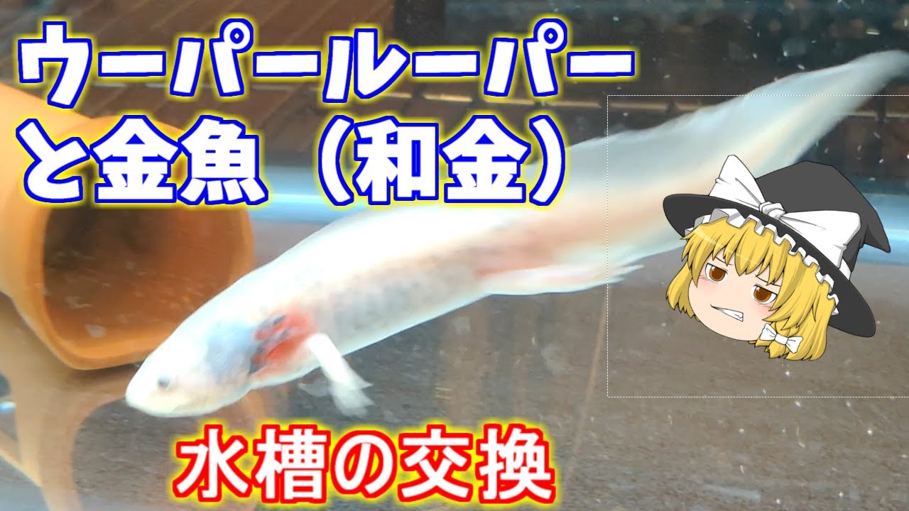 ウーパールーパーと和金の水槽を交換しました Youtube