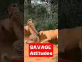5 Animals With SAVAGE Attitudes That Fear NOTHING 😳