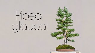 картинка: Выращенная в питомнике Picea glauca 