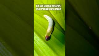 Uh He's Pooping. Leaf Rolling Caterpillar #shorts