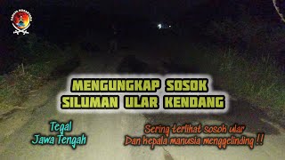 LIVE !! MENGUNGKAP SOSOK SILUMAN ULAR KENDANG PANJANG 1 METER ( TEGAL - JAWA TENGAH )