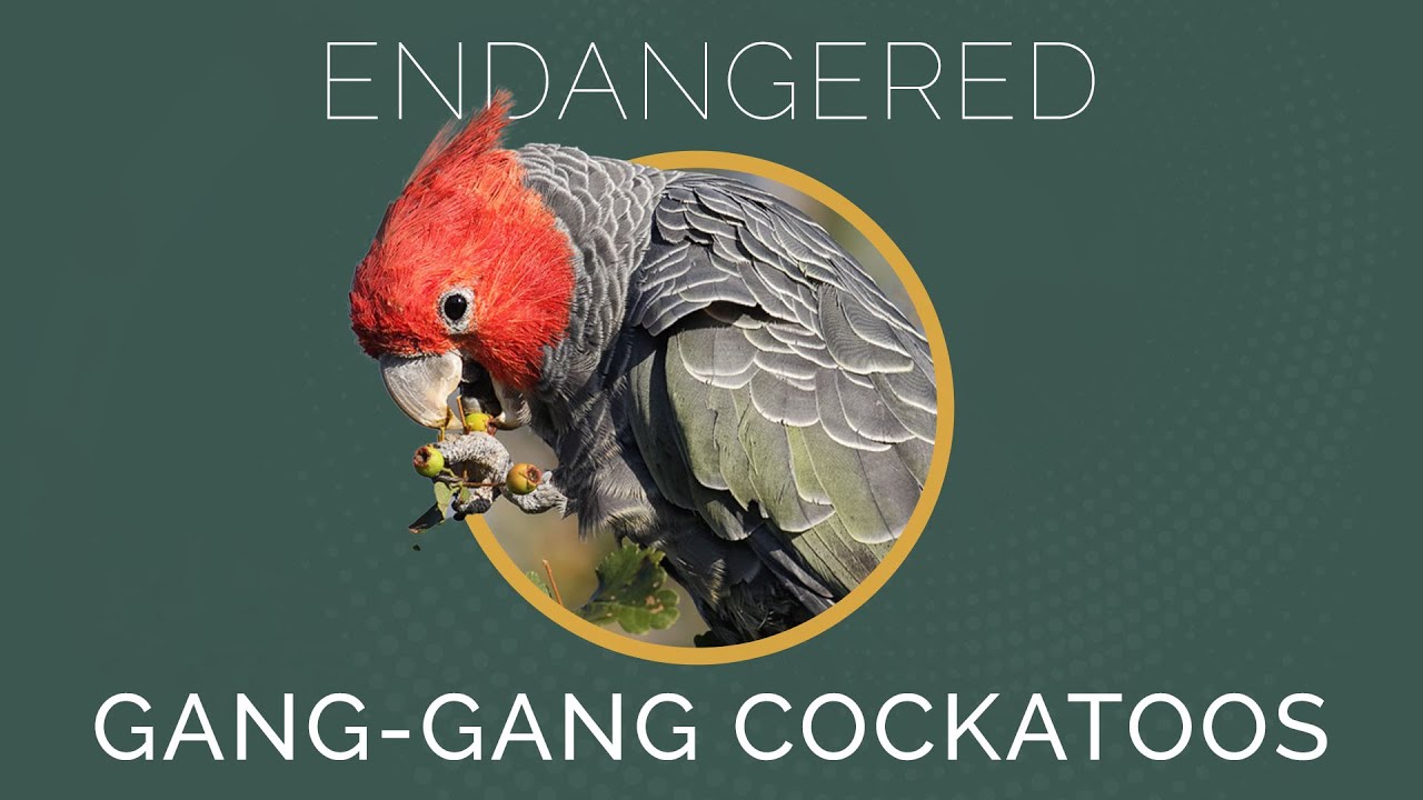 Gang Gang Cockatoos Have Reduced Their Numbers and Are Now