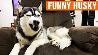 Funny Husky moments by I Love My Dog 642 views 5 years ago 5 minutes, 10 seconds