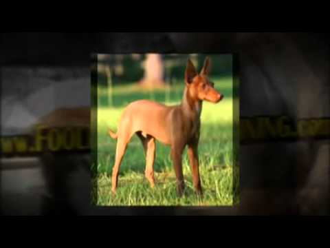 puppy paradise Andalusian Podenco
