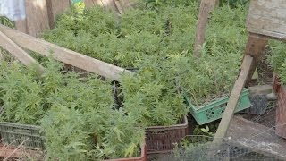 The Dangerous Life of a Colombian Cocaine Plant Farmer The Dangerous Life of a Colombian Cocaine Plant Farmer