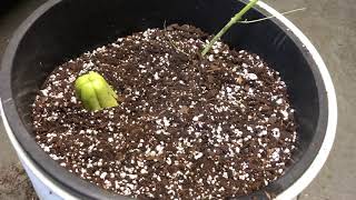 Overwintering Mirlitons in Containers
