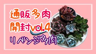 【多肉植物】通販多肉開封vol.4☆☆リベンジ多肉☆☆