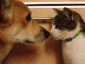 Коты против собак