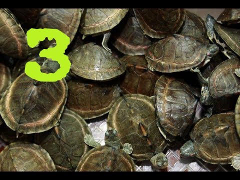 Видео: Wildlife park 2 Черепаховое нашествие! #3