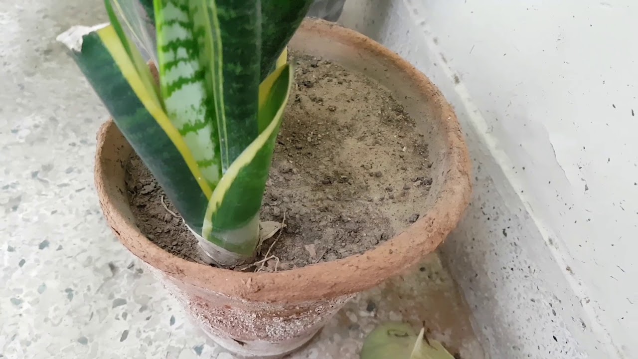 233. /Snake plant.