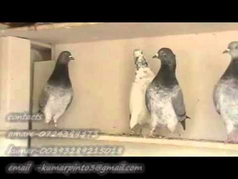pigeons for sale in chilaw sri lanka youtube budapest high flyers pigeons for sale