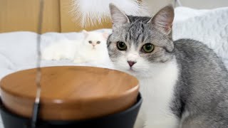 Funny Cats Home Alone! Caught on Furbo Cat Camera by サウナ猫しきじ 5,254 views 2 months ago 8 minutes, 22 seconds