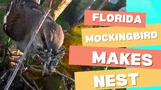 Florida Birds: Mockingbird Builds Nest #nature #birds #shorts #garden