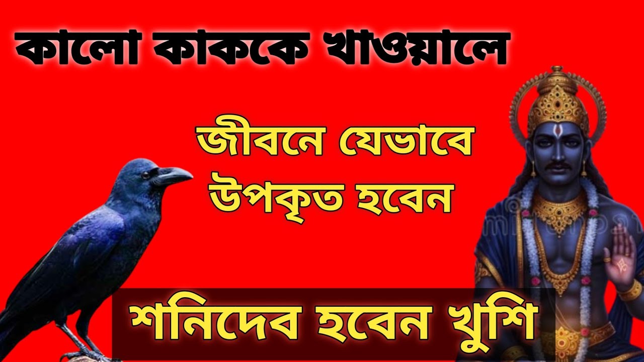 কালো কাককে কেন খাবার দেওয়া উচিত।