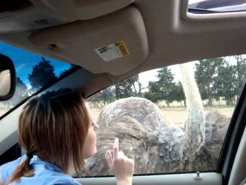 Katelyn and Karlie at the Tennessee Safari Park part 2 - YouTube
