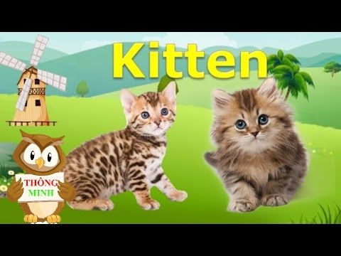 Video Bé học con vật tiếng anh | em tập nói tiếng kêu các... - youtube