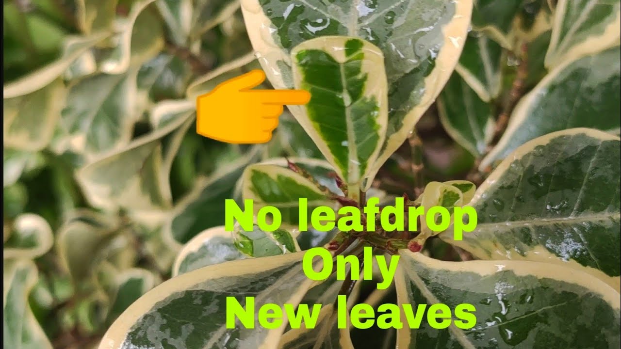 Ficus triangularis new leaves in Spring/No leaf drop
