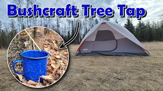 Tenting In High Wind and Testing a Bushcraft Tree Tap