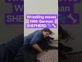 Wrestling with Shanky #dog #reaction #sound #viral #training #explore