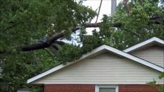 Long Island Tree Removal and Operation 101 | Tree Surgeons Suffolk County