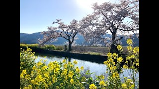 年4月8日放送 桜in余呉湖 チューリップin上丹生 Youtube