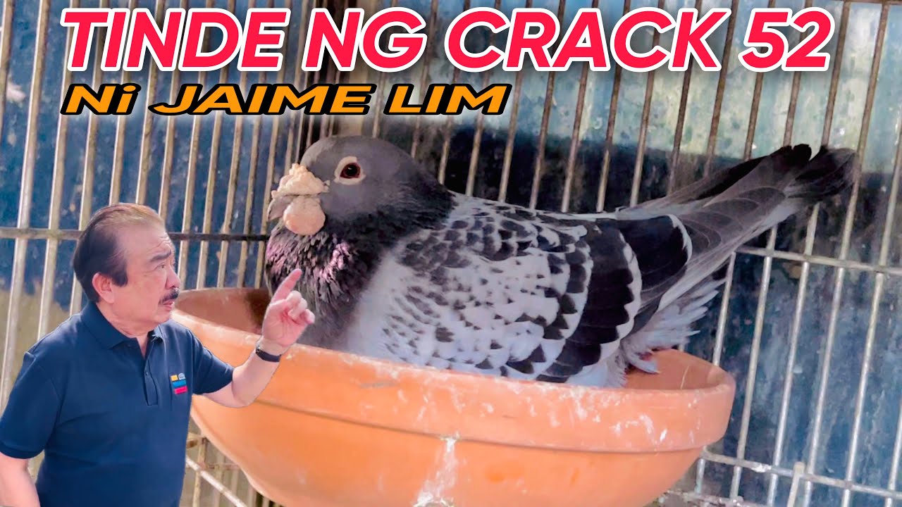 EP280 - P6 TINATAGUNG CRACK 52 CHAMPION LINE PINAKITA NA,TINDE PALA.!