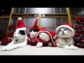 サンタ帽子を被った4匹の猫 Santa Claus cat 191224
