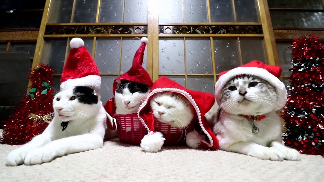 サンタ帽子を被った4匹の猫 Santa Claus cat 191224
