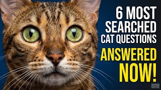 Your Cat Questions Answered Once and For All
