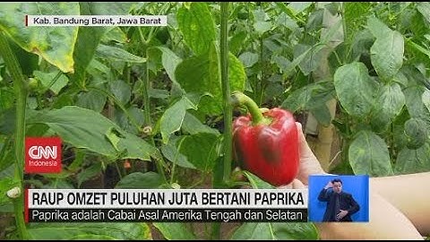 Raup Omzet Puluhan Juta Bertani Paprika