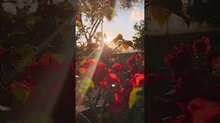 Pal Pa Dil Ke Paas  Cover Song By Indrajit Kumar  Kumar Sanu Tribute  heenaprajapati