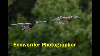 Moaning Wildlife Photographer