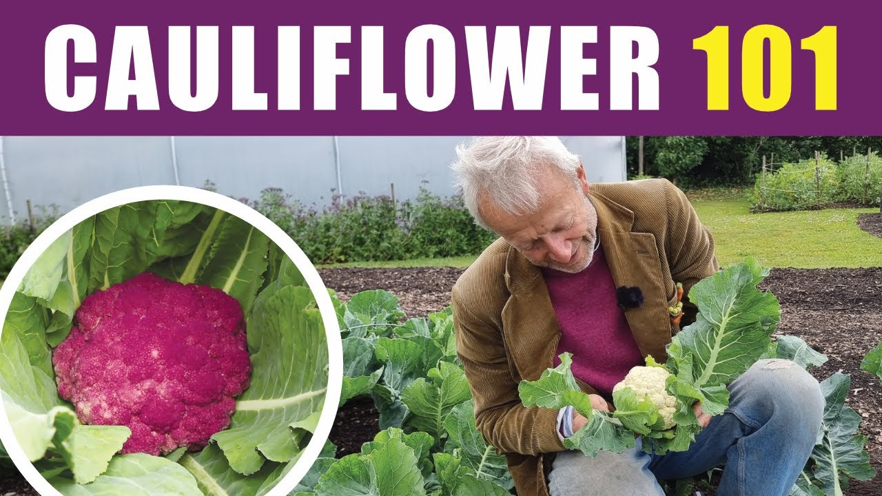 Growing Cauliflower | Sowing, Spacing & Harvest Timing | No Dig Gardening