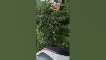 Smooth #climberchrisg #treework #tree #rigging #climber #climberlife #climb #climbhigh #higher