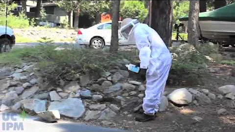 ¿Cómo encontrar un nido de chaqueta amarilla en la pared?