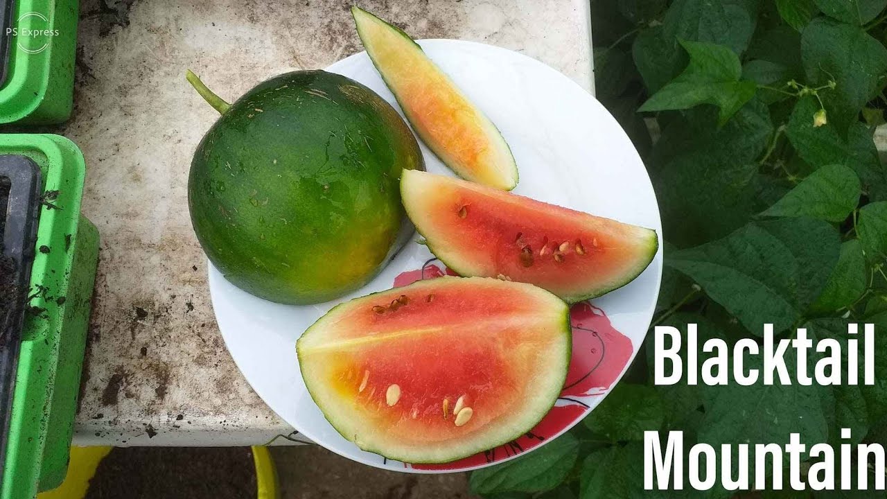 Blacktail Mountain. Growing watermelons in UK. YouTube