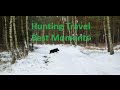 Wild Boar hunting - January - best moments 2015 | 2016 compilation Polowanie Drückjagd Wildschwein